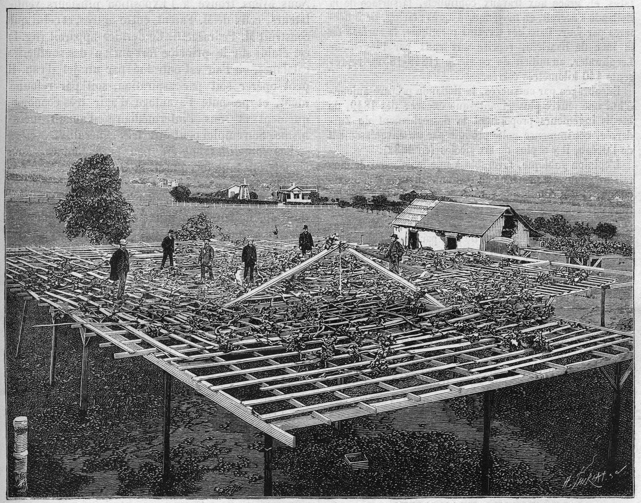 Montecito Vineyard in California in 1888. in 