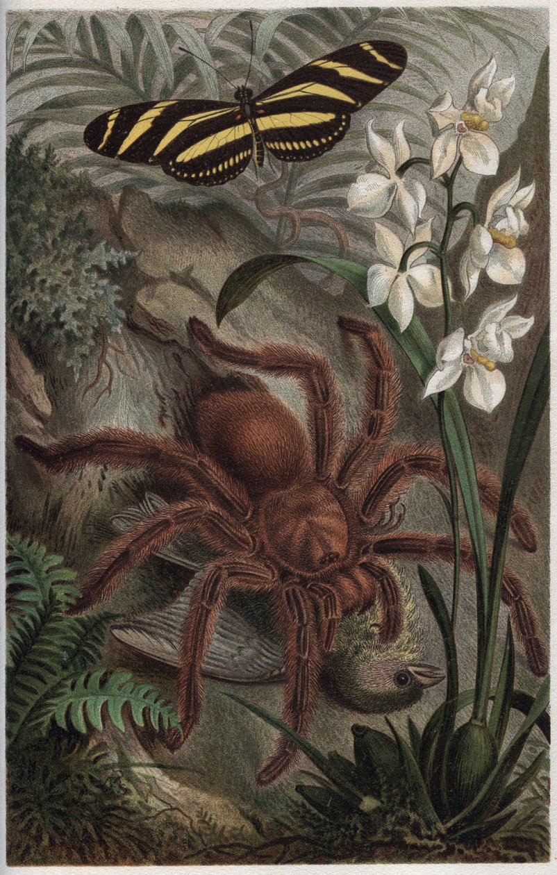 Mygalomorphae (Orthognatha) - engraving from 