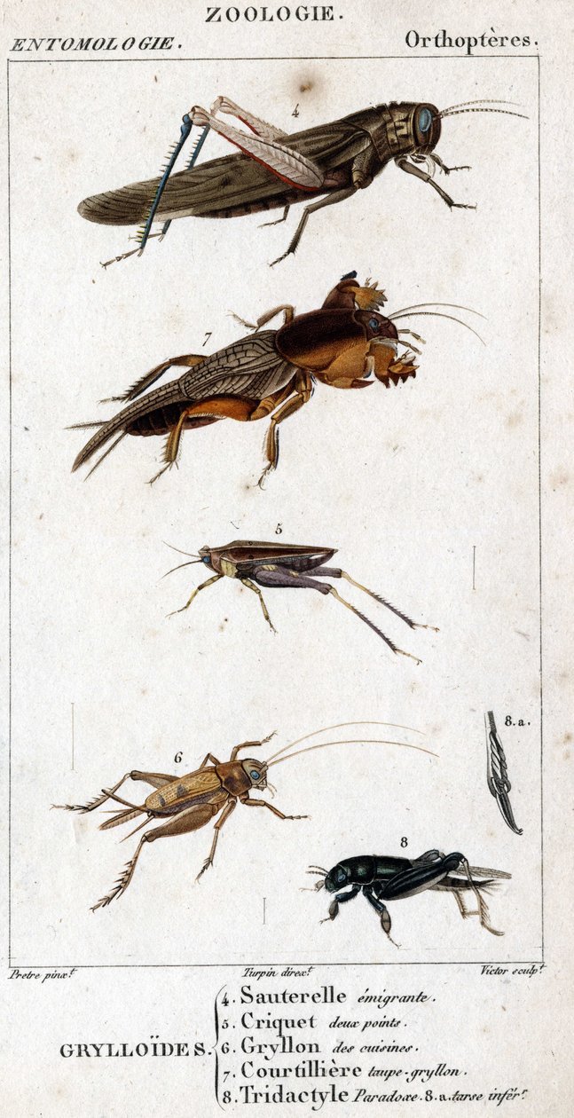 Natural History Board. Entomology. Family of Orthopteres. Grylloides: 4 ...