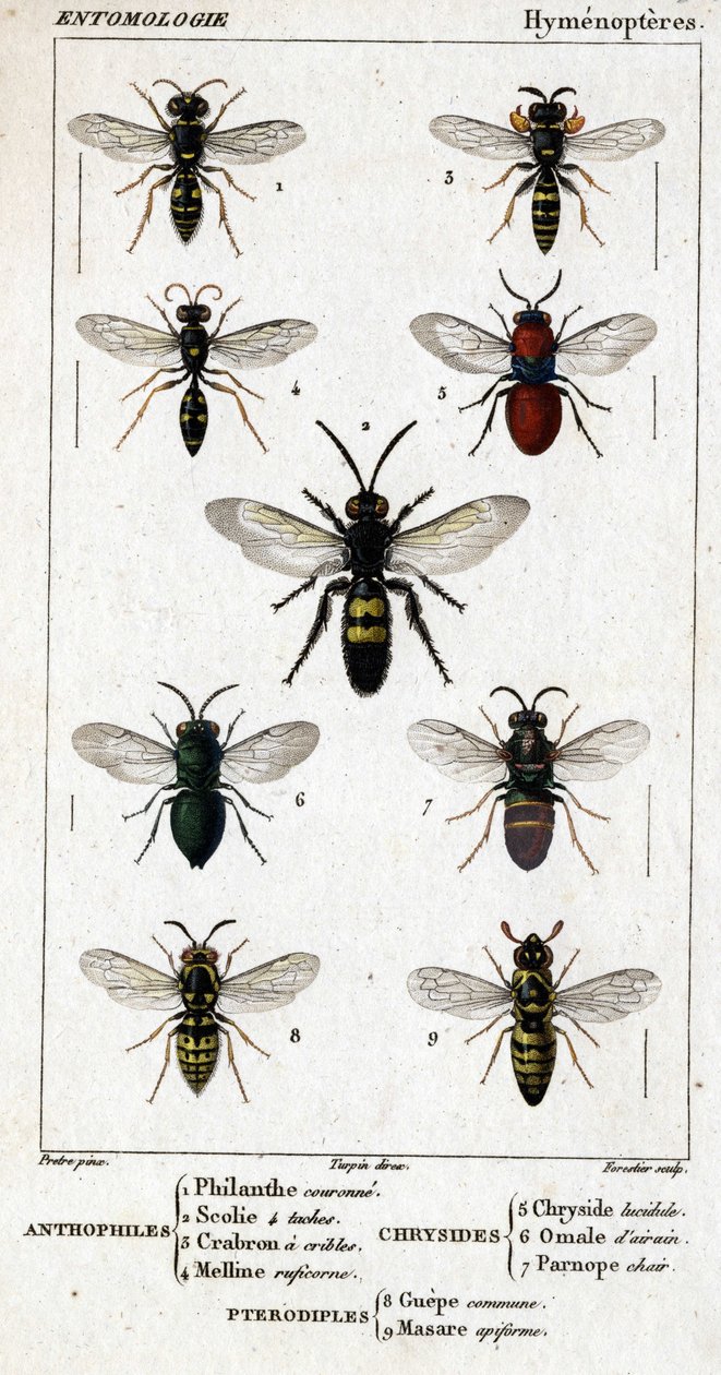 Natural history board. Entomology. Hymenoptera family. Anthophiles: 1. Philanth crown; 2. Scoile 4 spots; 3. Screening crabron; 4 Melline ruficorne. Chrysididae: 5. Lucidulous Chrysis; 6. Brain Omalum; 7. Parnope flesh. Pteromalidae: 8. common area; 9. Mas by Unknown artist