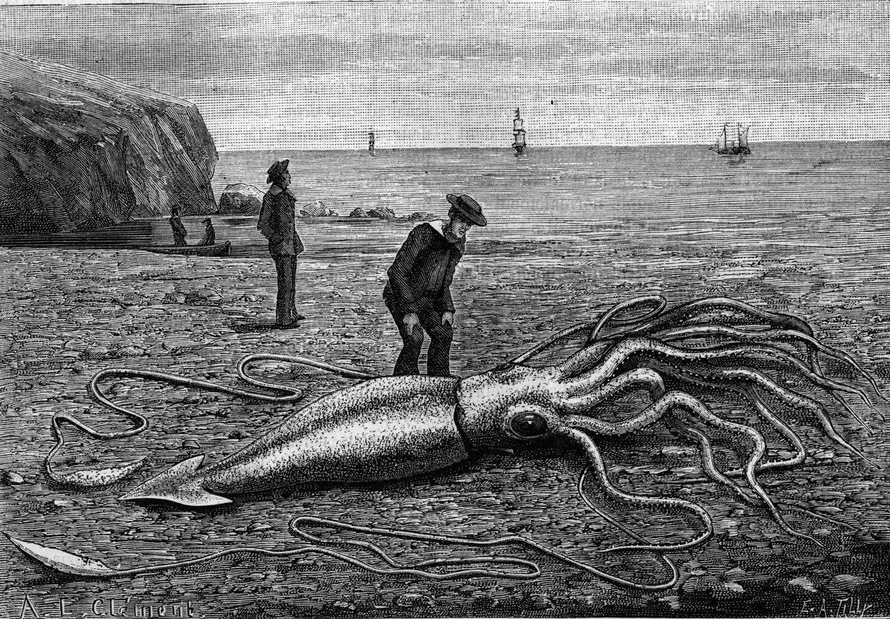 Octopus of the coast of Newfoundland: 