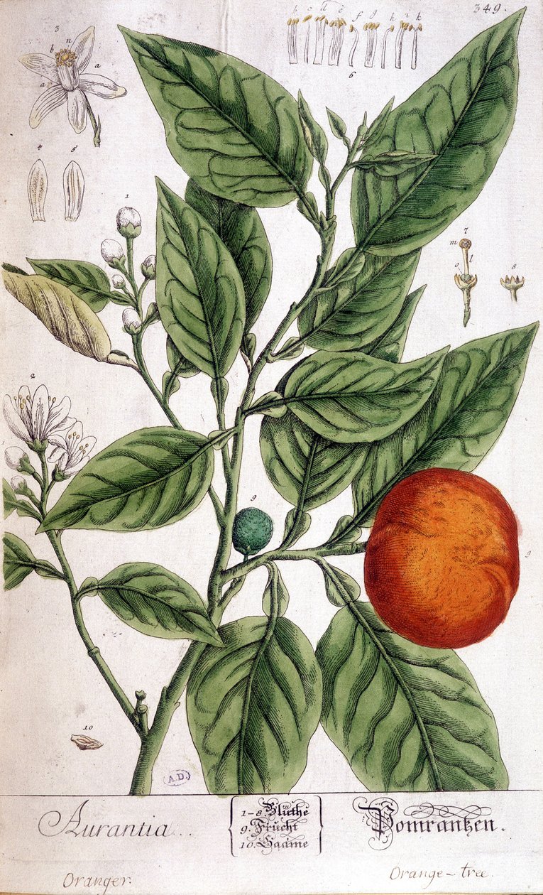 Orange (Aurentia) by Unknown artist