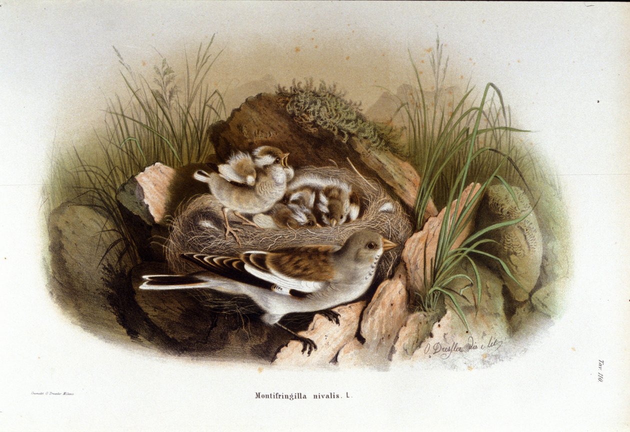 Ornithology: an alpine accentor near the nest of its young by Unknown artist