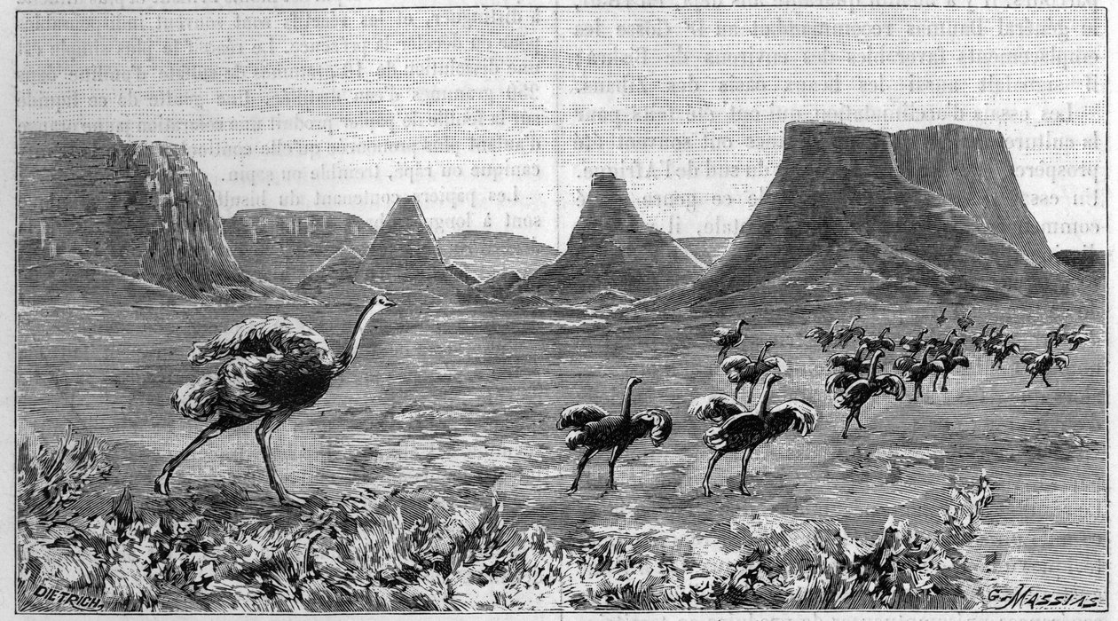 Ostrich free in southern Africa. Engraving from 1895 from a drawing by Lichtenstein from 1804 by Unknown artist