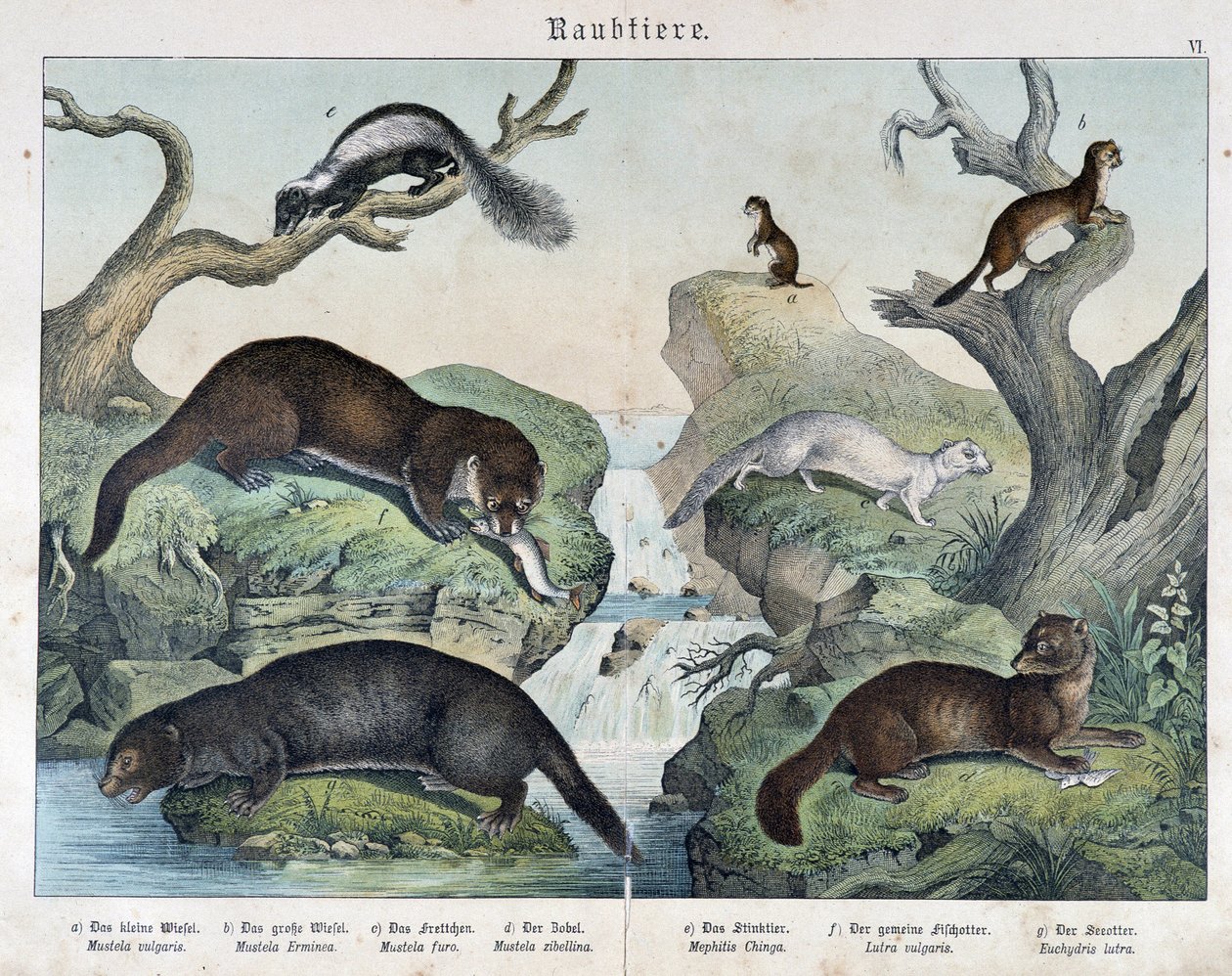 Otters, Ferrets, Weasel... - in “Natural Histories of Mammals”, ed. Schreiber by Unknown artist