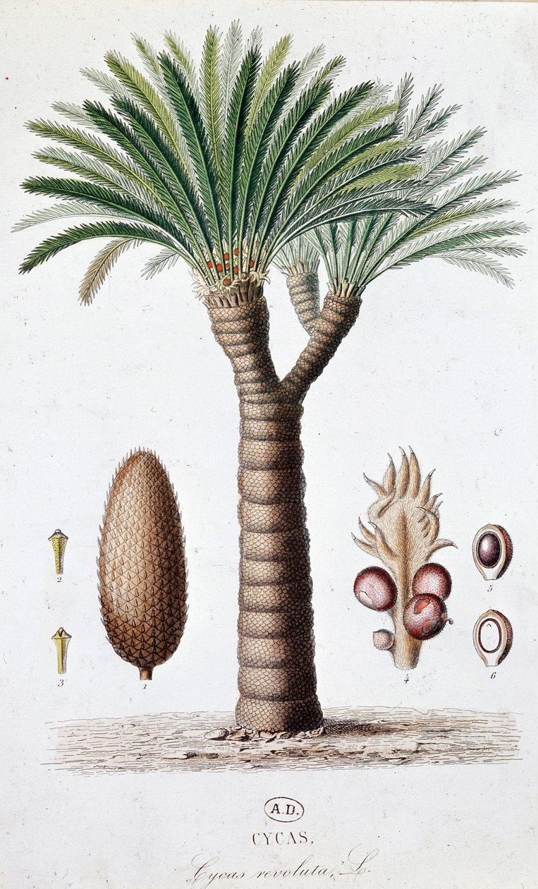 Palm Cycas Revoluta - Botanical board by Unknown artist