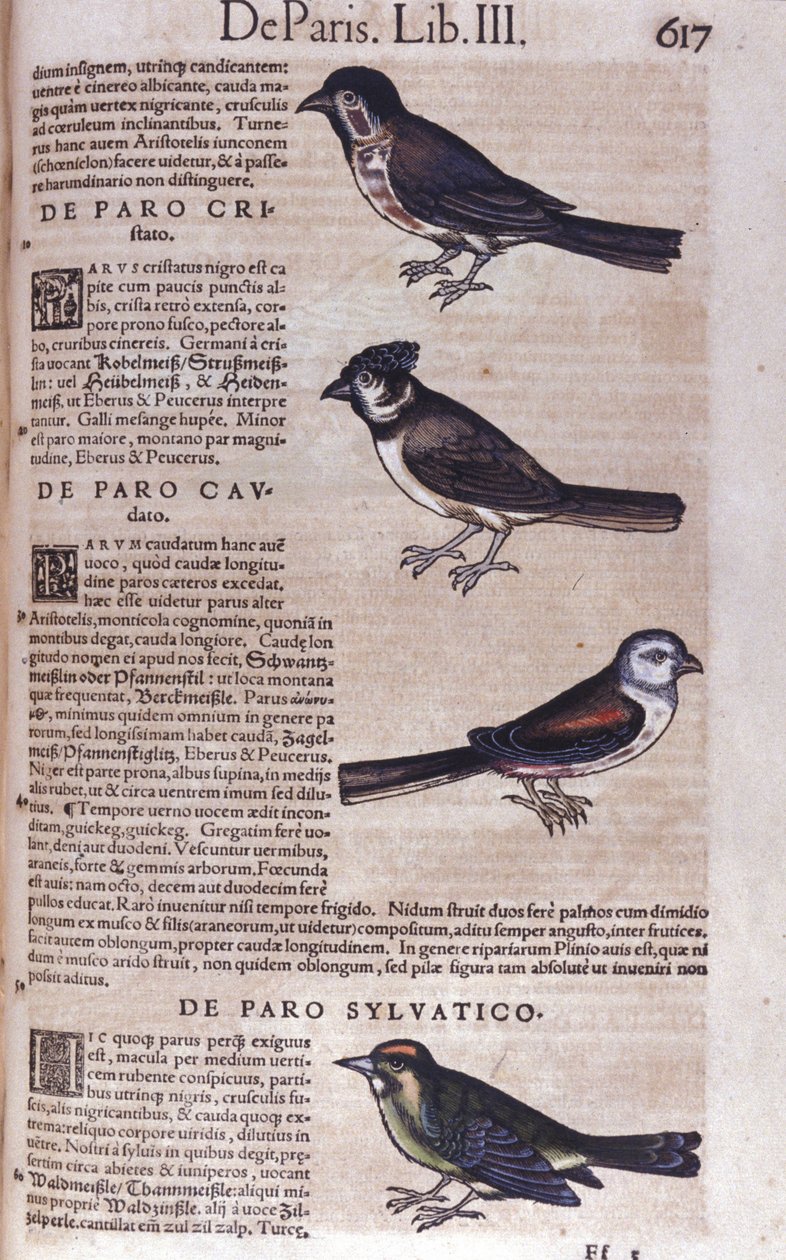 Passerines in Historia Animalium by Conrad Gesner by Unknown artist