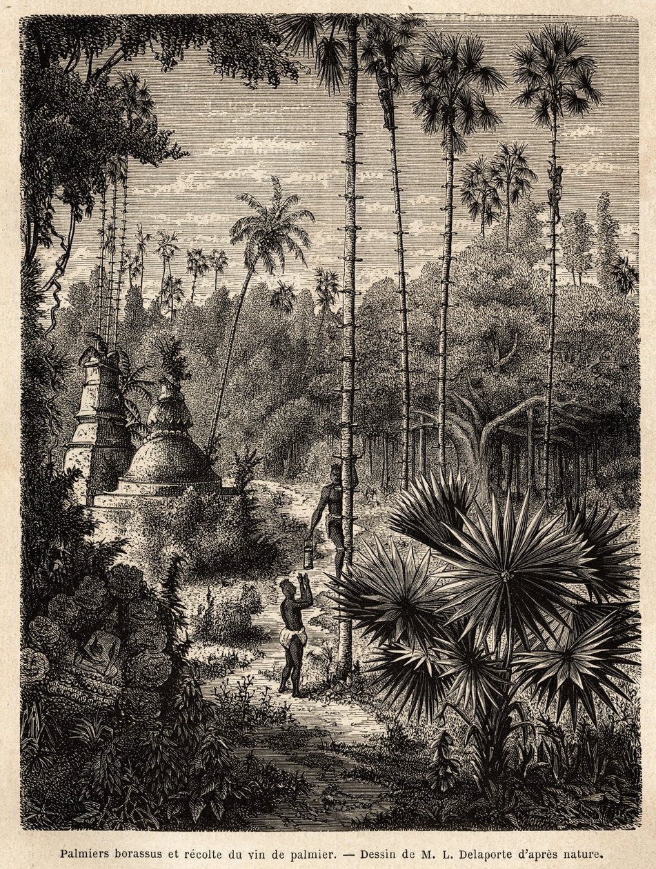 Planting borassus palm trees in Laos and collecting palm wine by Unknown artist