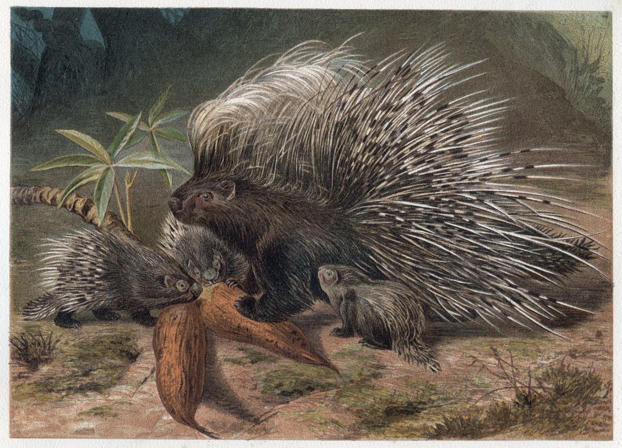 Crested Porcupine (Hystrix cristata) - engraving from 