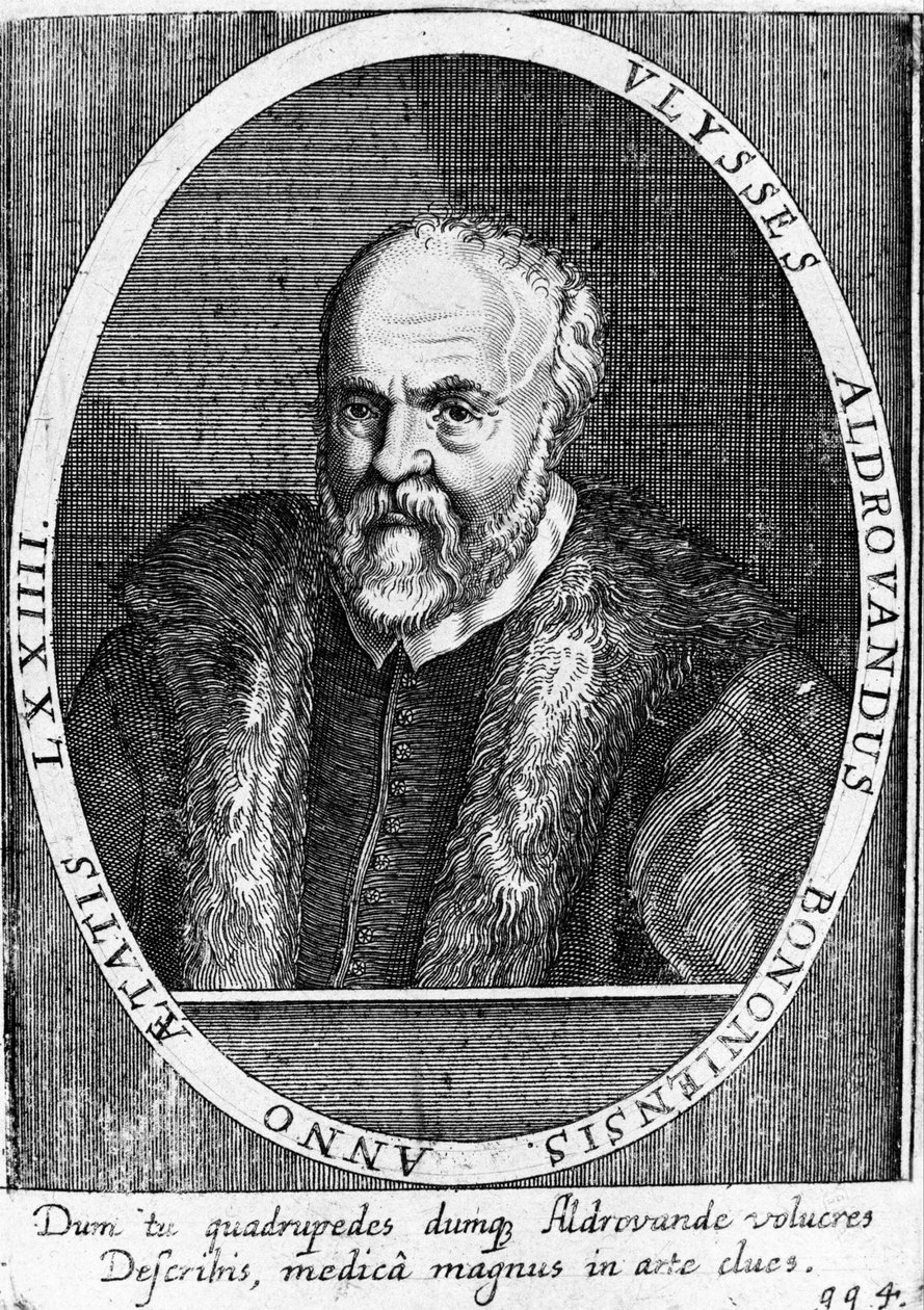 Portrait of Ulisse Aldrovandi by Unknown artist