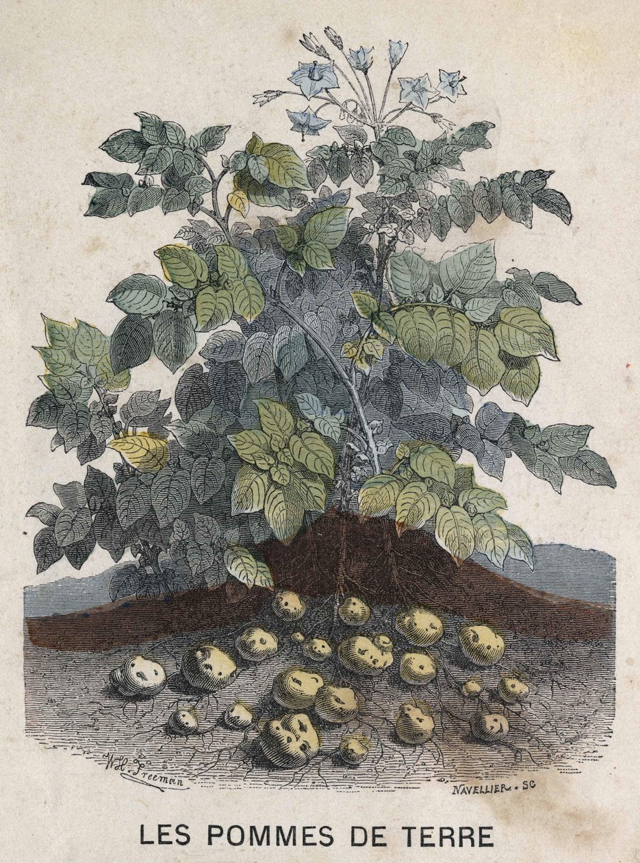 Potatoes. 19th century illustration. Bianchetti collection by Unknown artist