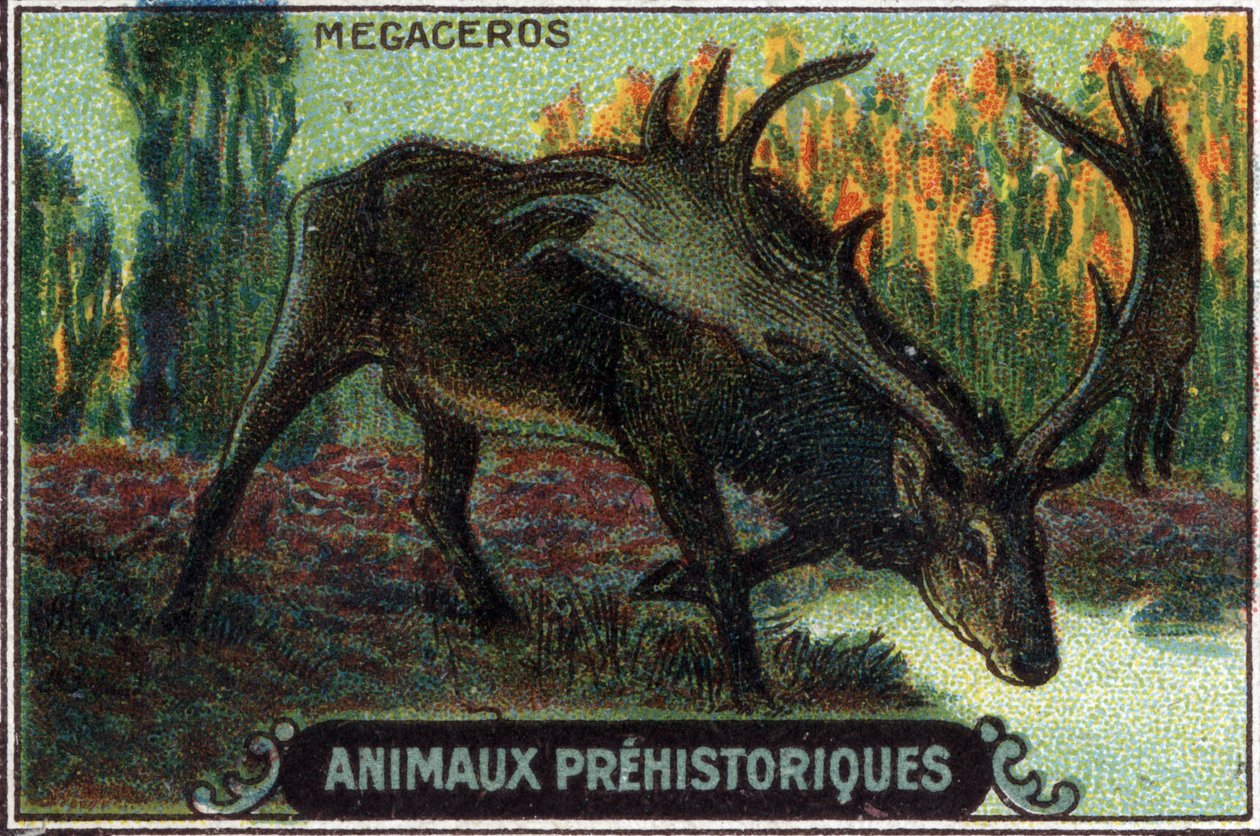 Prehistoric Animal: Megaceros by Unknown Artist