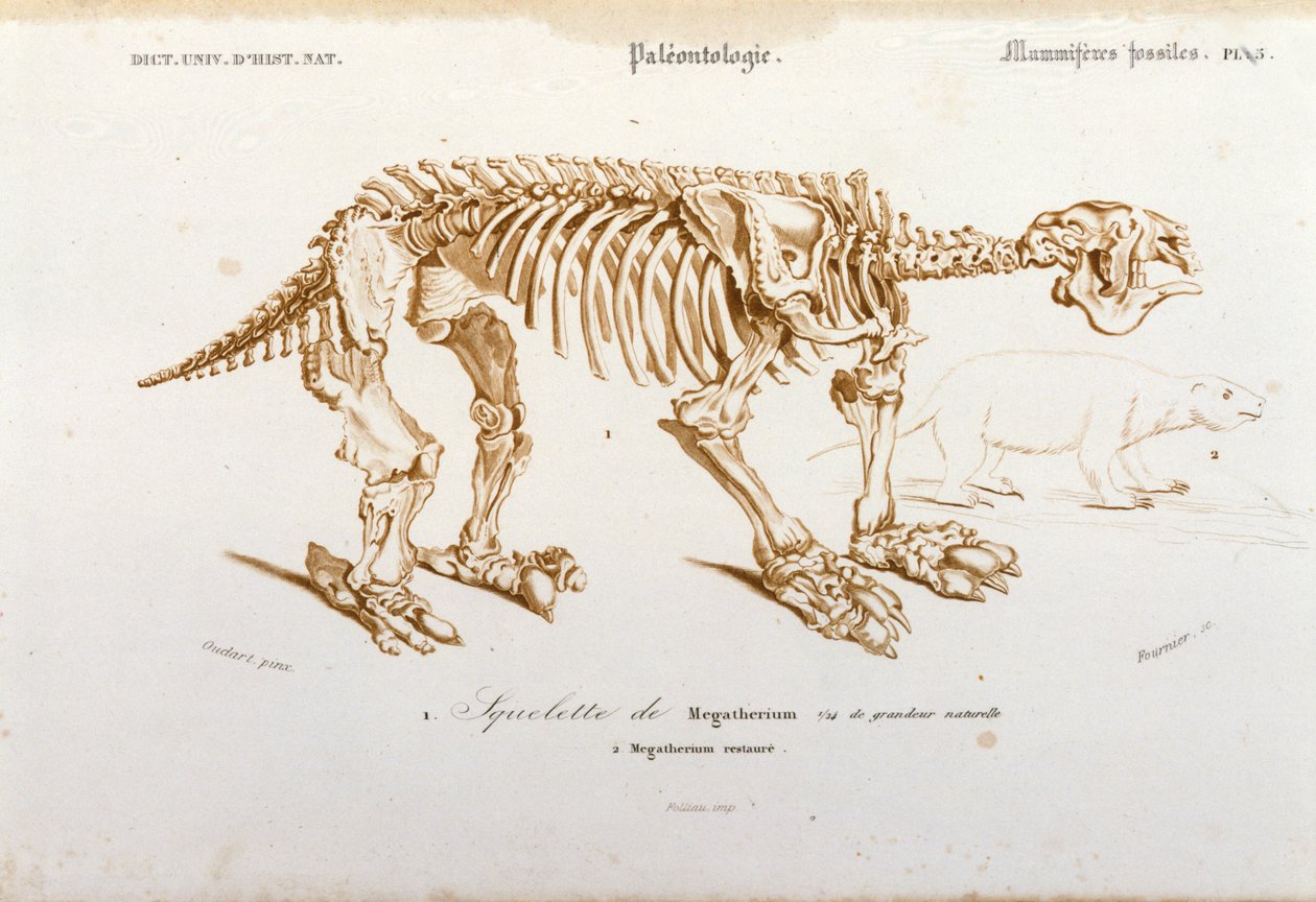 Prehistory: skeleton of megatherium (terrestrial lazy of the elephant family) fossil mammalian. Plate of paleontology taken from 