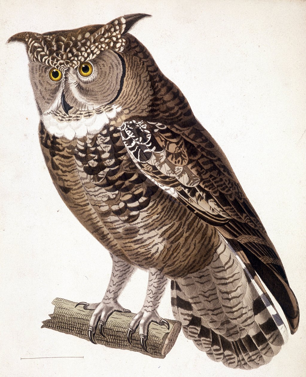 Raptor: African owl. 19th century engraving by Unknown artist