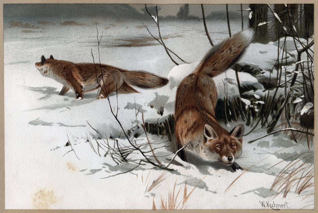 Red fox - engraving from 