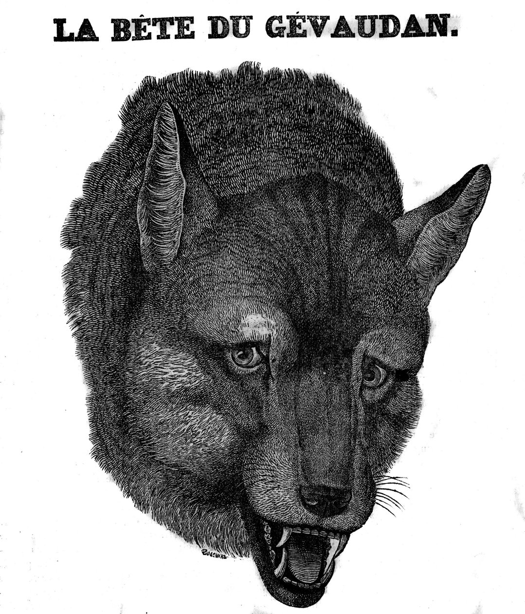 Representation of the Beast of Gévaudan by Unknown artist