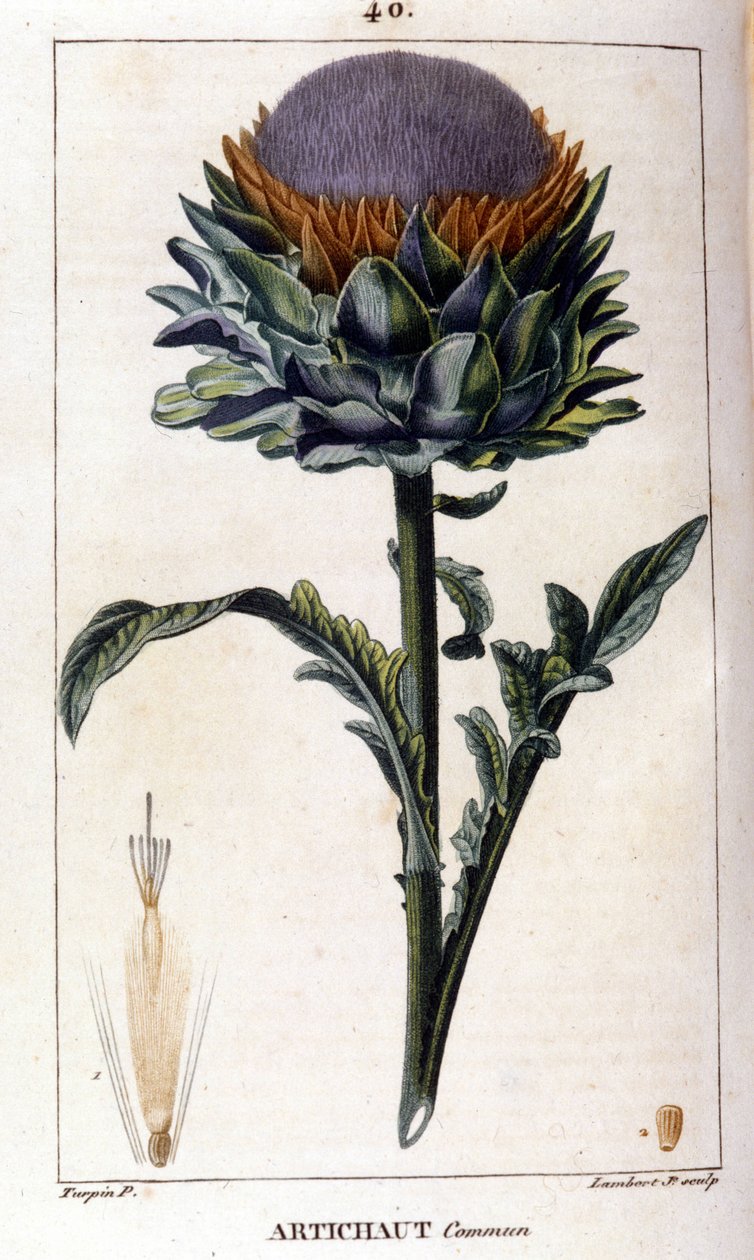 Representation of the common artichoke. Botanical board. 19th century. by Unknown artist