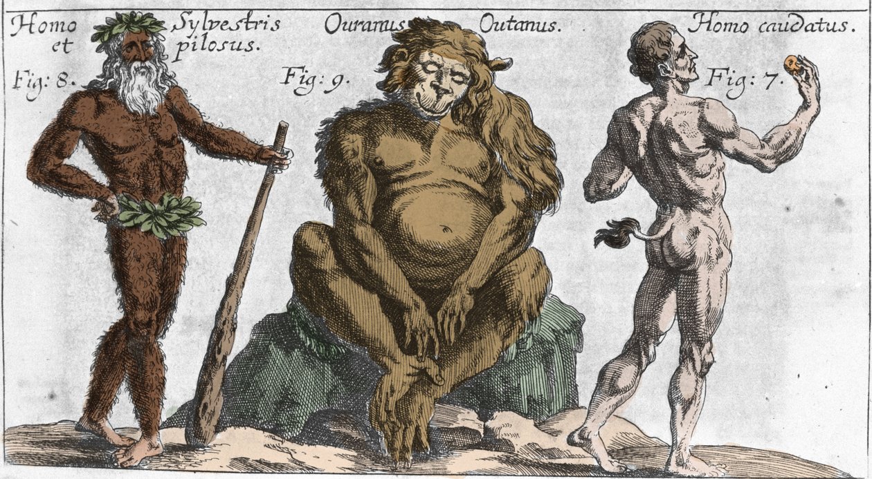 Representations of various monstrous creatures: a man of the forest or hairy, an orangutan monkey and a man with a tail. Plate from Mundi Mirabilis Oeconomia by Johann Zahn, 1696. Milanese by Unknown artist