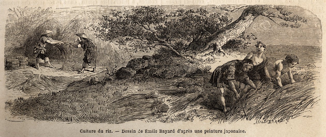 Rice cultivation: harvest in October, stems are reunited in bundles. Engraving to illustrate the voyage to Japan in 1863-1864, by Aime Humbert, minister of the Swiss Confederation, in 