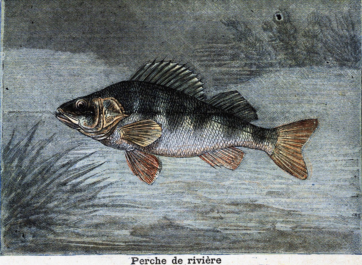 River perch. Engraving from 1897 by Unknown artist