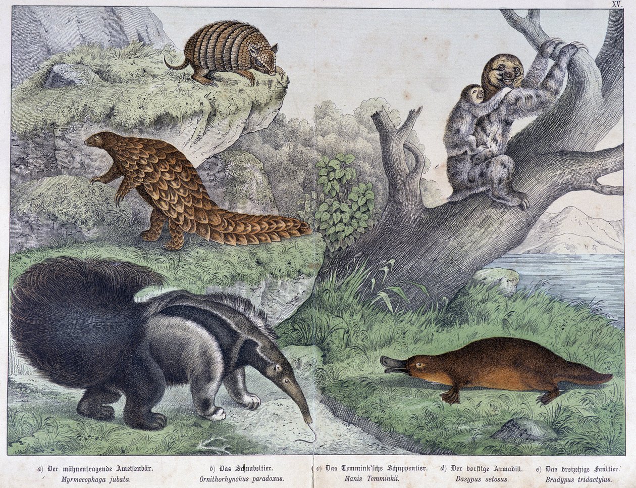 Rodent: Armadillo, Sloth, Anteater - in 'Natural Histories of Mammals ...