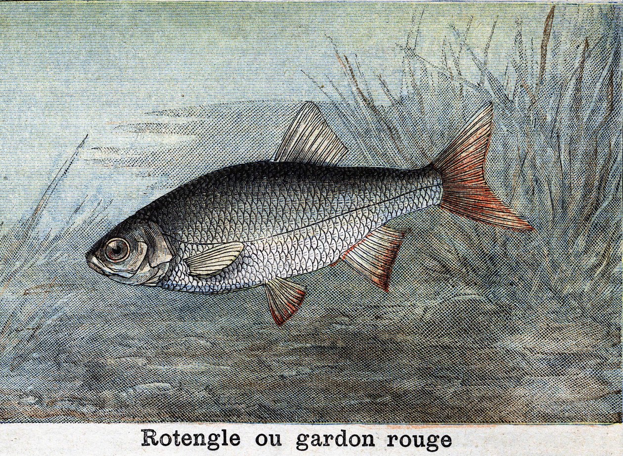 Rotengle or red roach Engraving from 1898 by Unknown artist