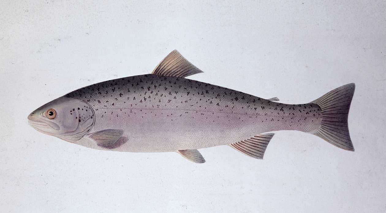 Salmon trout - Natural history board by Unknown artist