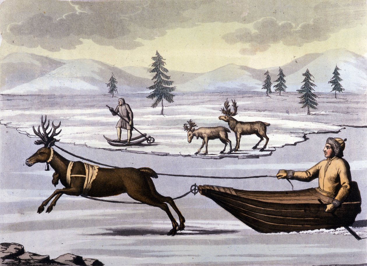 Sami people: indigenous people living in the lands of the northern countries (Norway, Finland, Sweden and Russia) move by reindeer toboggan or by skis. Engraving of the 19th century by Unknown artist