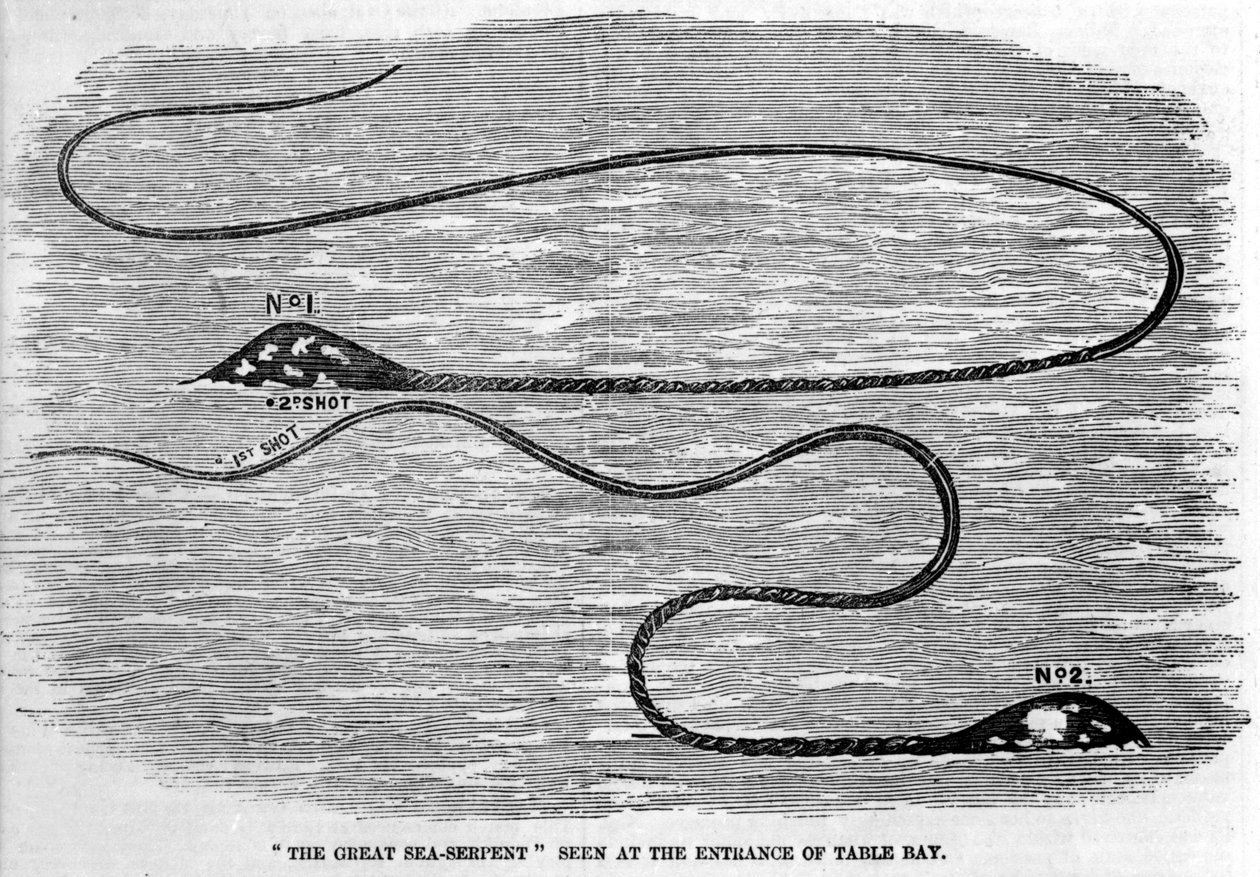 Sea snake seen in 1850 at the entrance of Table Bay in South Africa. The shape of the animal