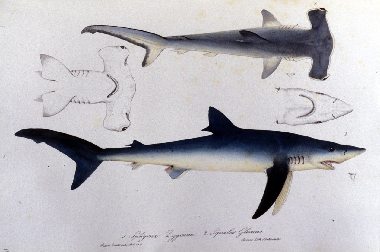 Sharks: hammerhead shark and blue shark by Unknown artist