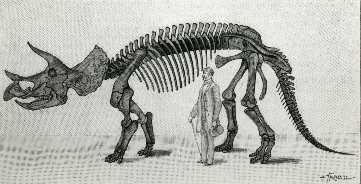 Skeleton of a Triceratops prorsus by Unknown artist