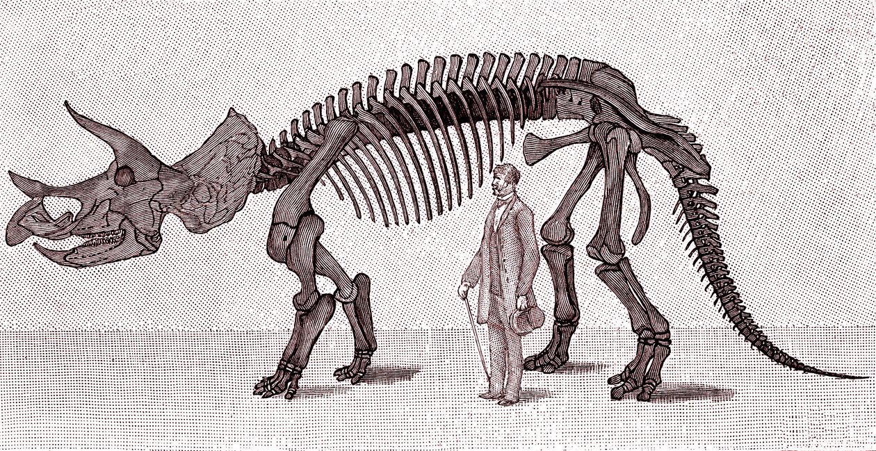 Skeleton of a Triceratops Prorsus by Unknown artist