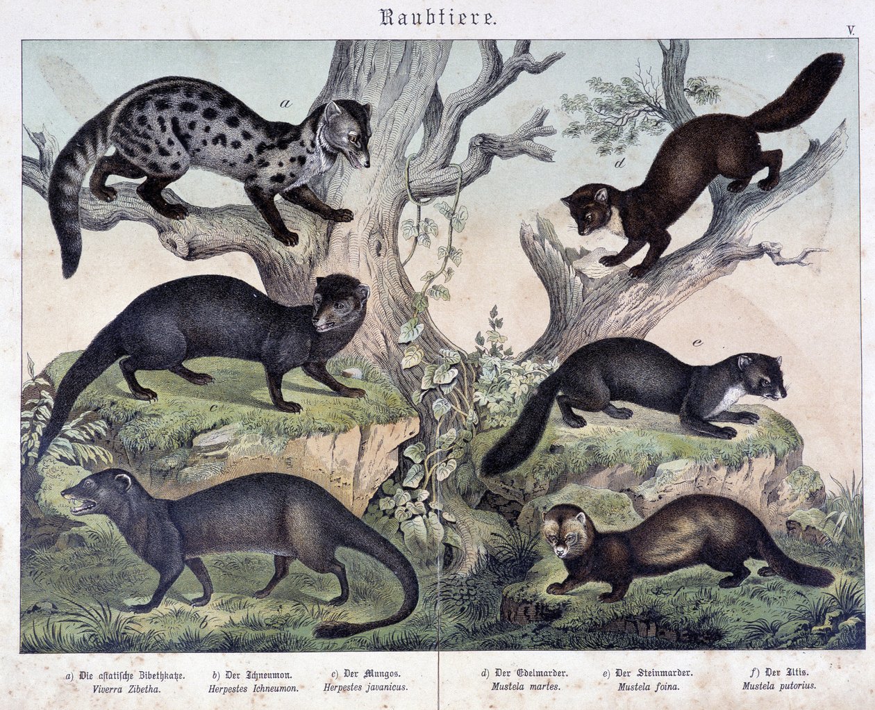 Small caruasiers - in "Natural histories of mammals", ed. Schreiber by Unknown artist