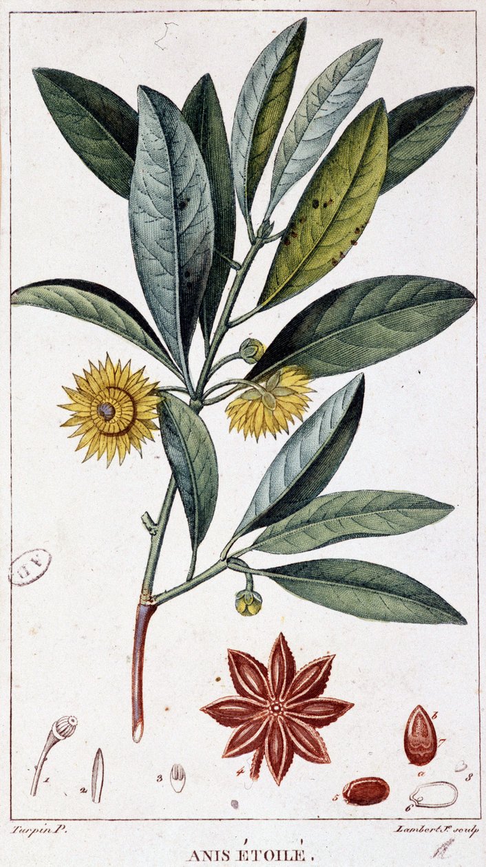 Star anise - botanical board by Unknown artist