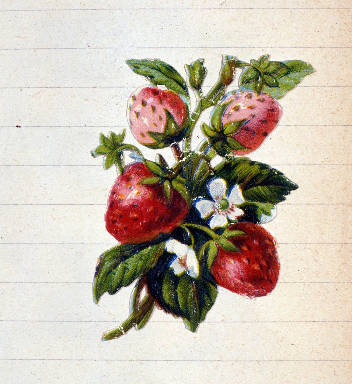 Strawberries. 19th century chromolithography by Unknown artist