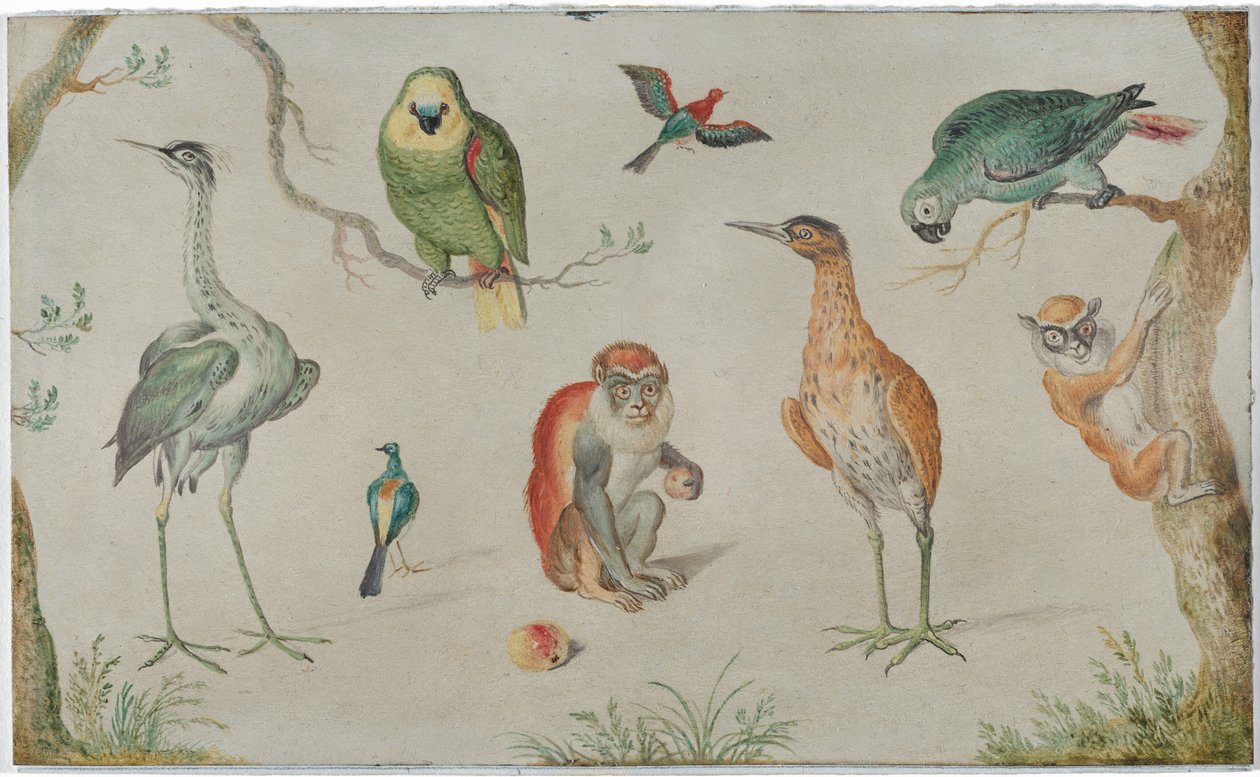 Study of Birds and Monkeys by Unknown Artist