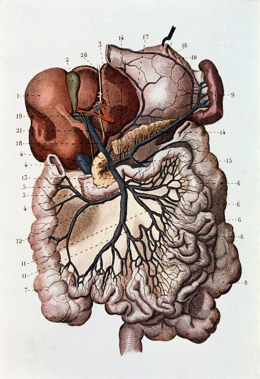 Study of human brain, cerebral hemispheres and cerebellum by Unknown artist