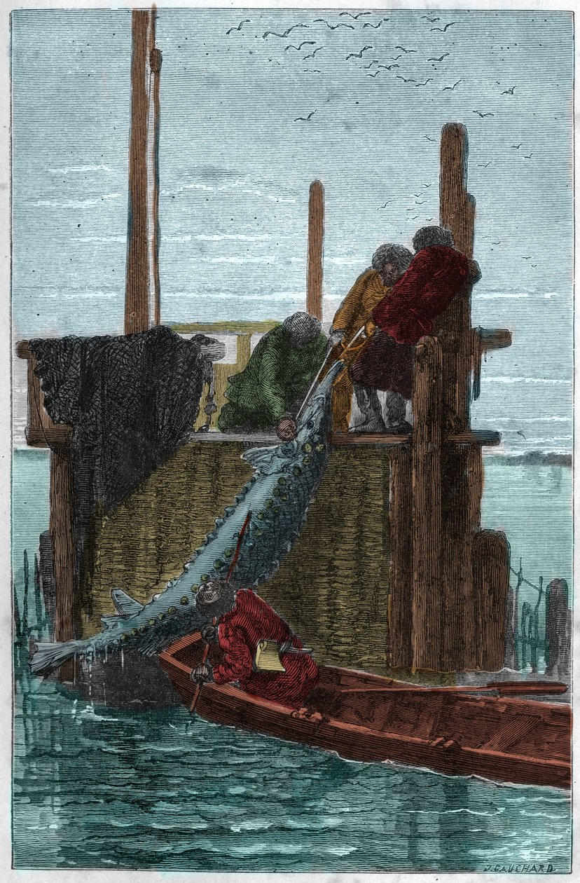 Sturgeon fishing in the Volga River by Unknown artist