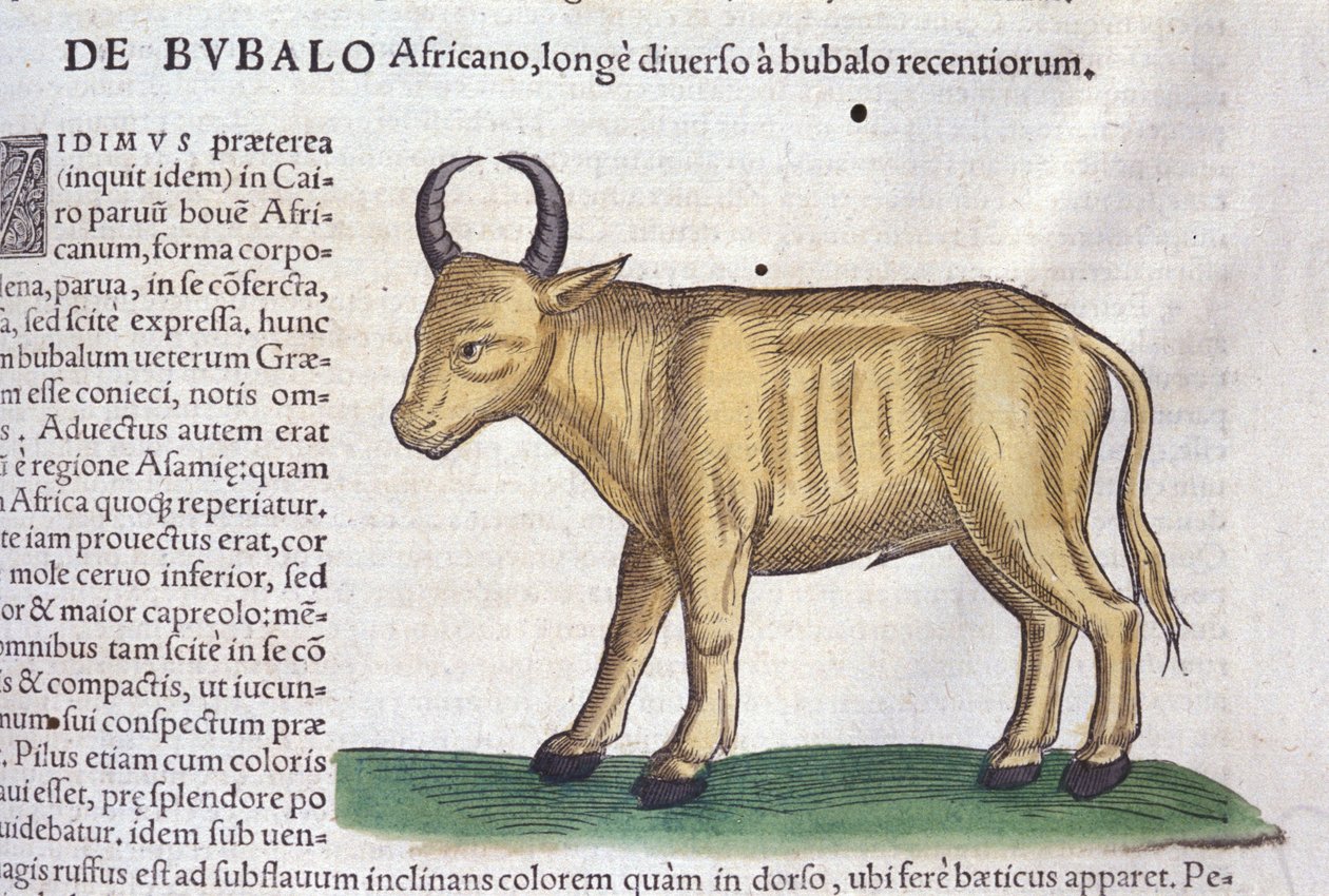 The African buffalo after Historiae animalium by Konrad Gesner, Tiguri by Unknown artist