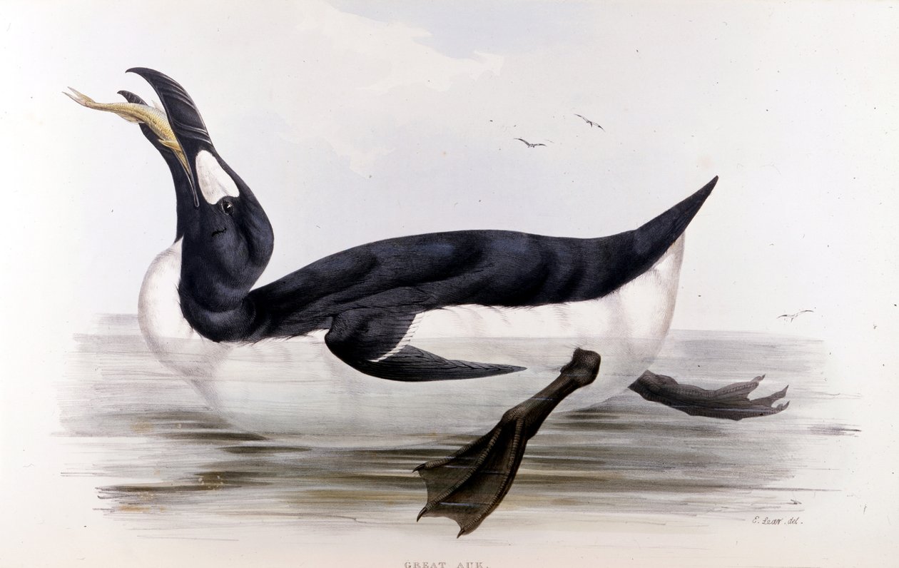 The Giant Penguin (Alca Impennis) - in The birds of Europe by John Gould, London by Unknown artist