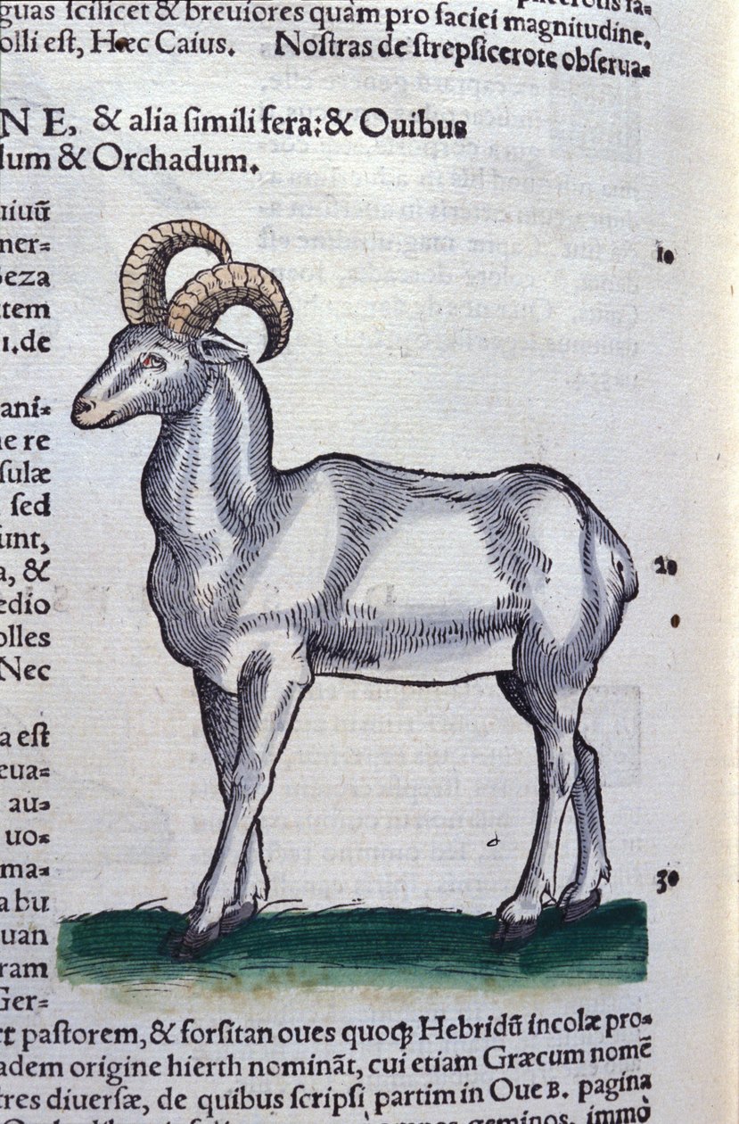 The Ibex - in Historia Animalium by Conrad Gesner, Tiguri by Unknown artist