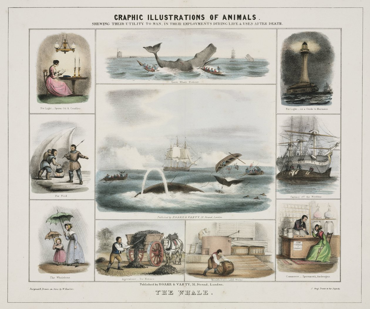 The Whale, c. 1845 by Unknown artist