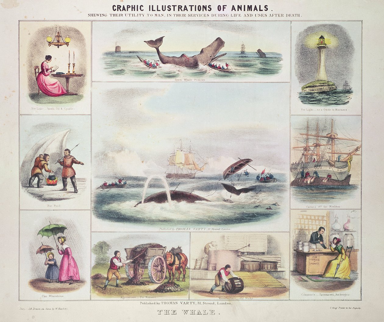 The Whale, from Graphic Illustrations of Animals, Designed and Engraved by W. Hawkins, Published by Thomas Varty (engraving) by Unknown artist