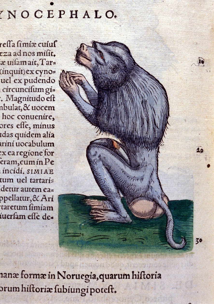 The baboon after Historiae animalium by Konrad Gesner by Unknown artist