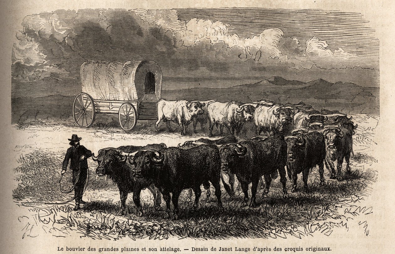 The big plains steer and its hitch. Engraving to illustrate the voyage to the far west American, by M. L. Simonin, in 1867, published in 