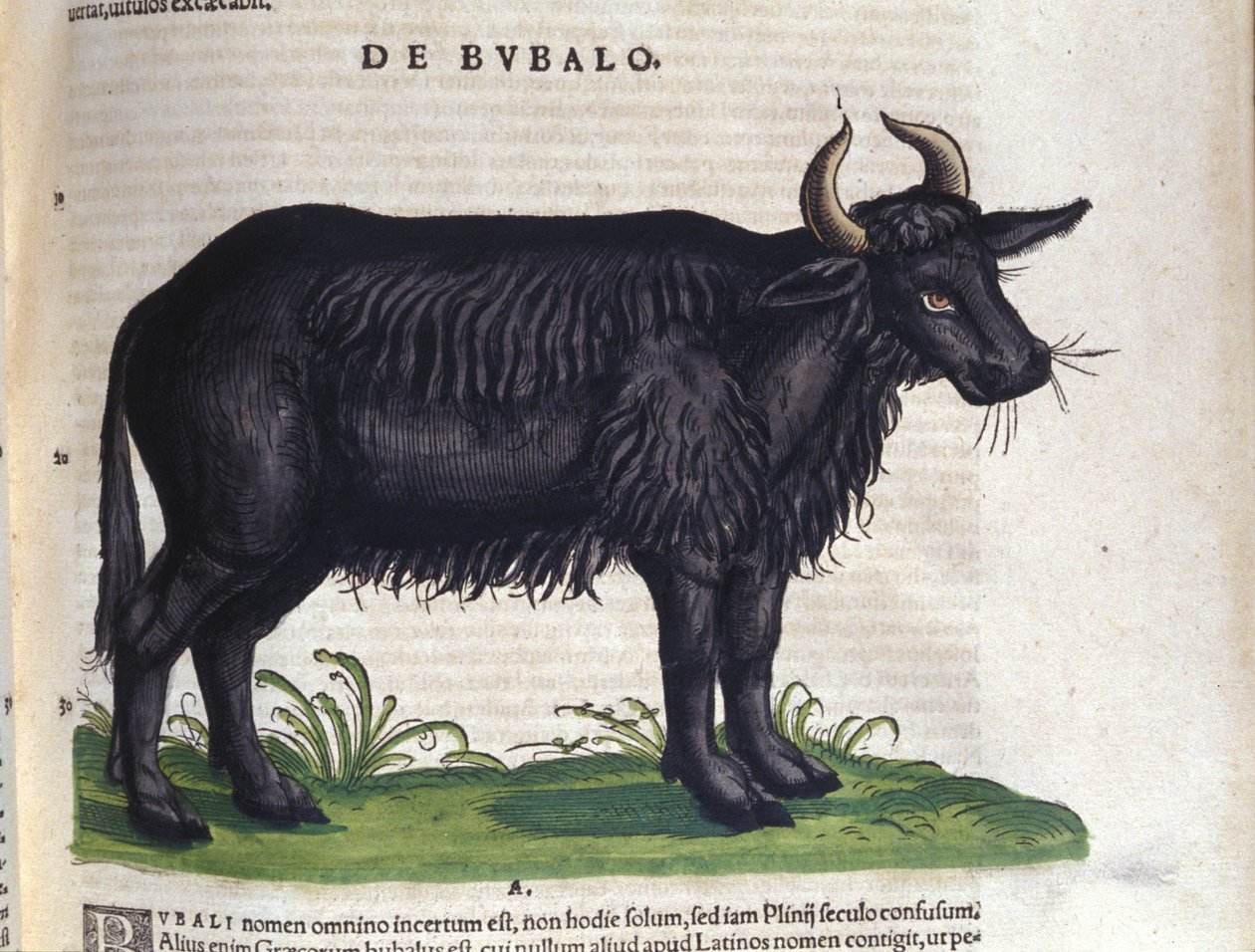 The buffalo after 