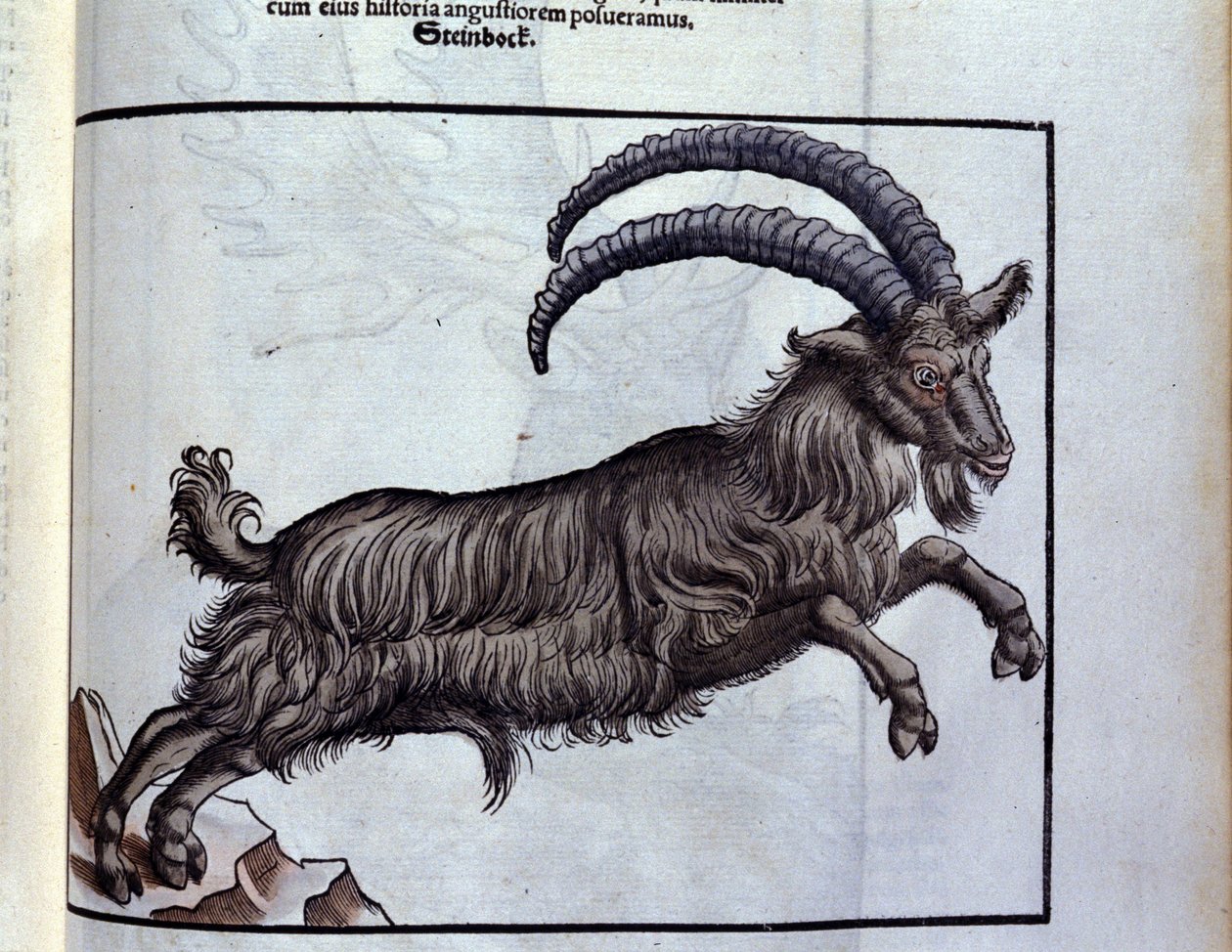 The Capricorn after Historiae Animalium by Konrad Gesner, Tiguri by Unknown artist