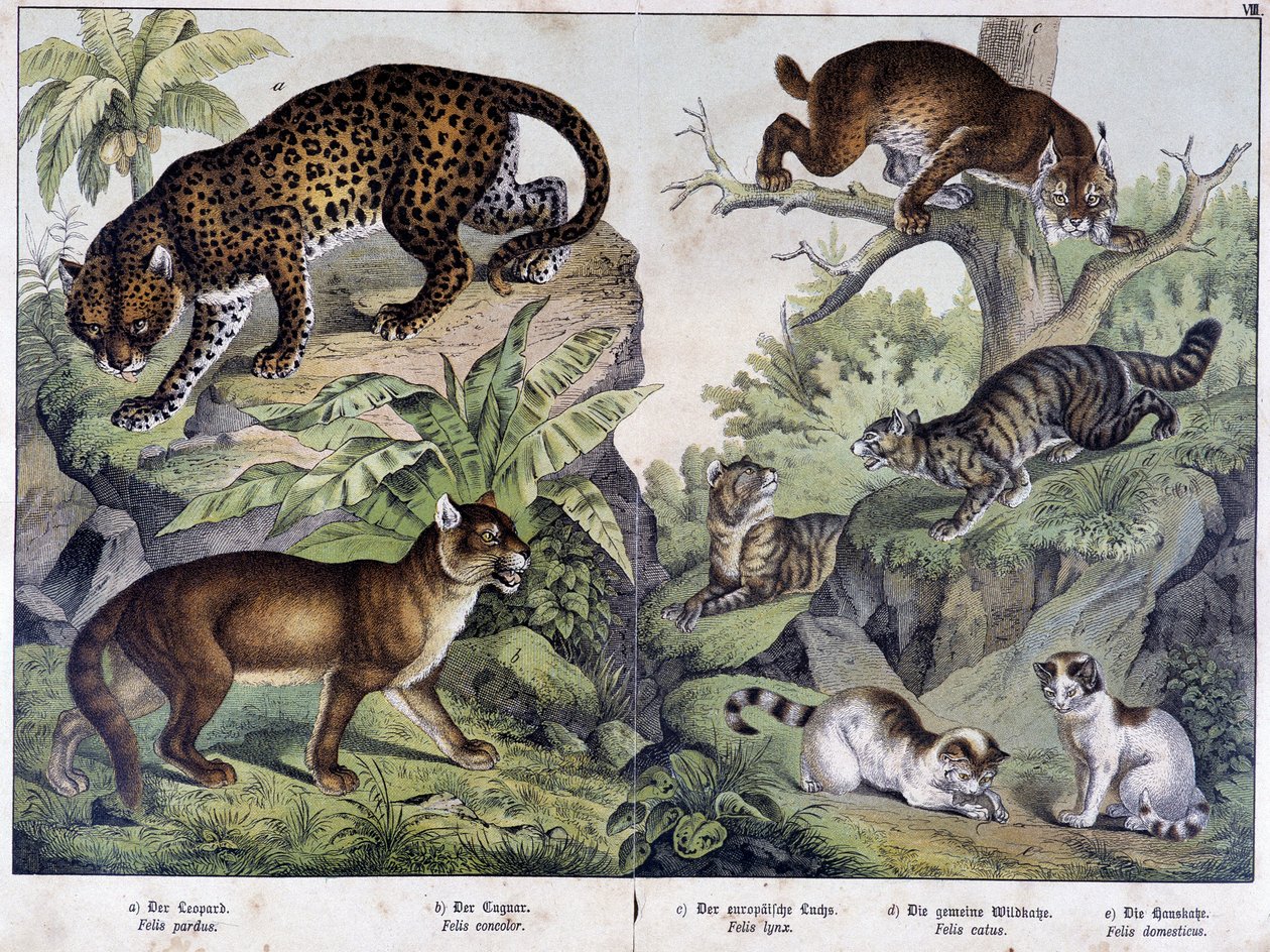 The Cats: Leopard, Cougar, Lynx (Top Left), Wild Cat (Right, Middle), Domestic Cat - in 