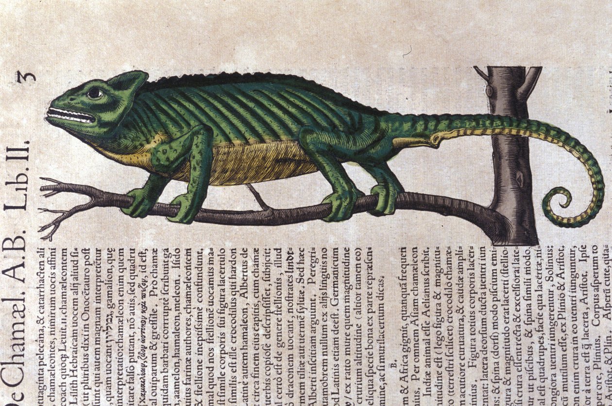 The chameleon after Historiae animalium by Konrad Gesner, Tiguri by Unknown artist