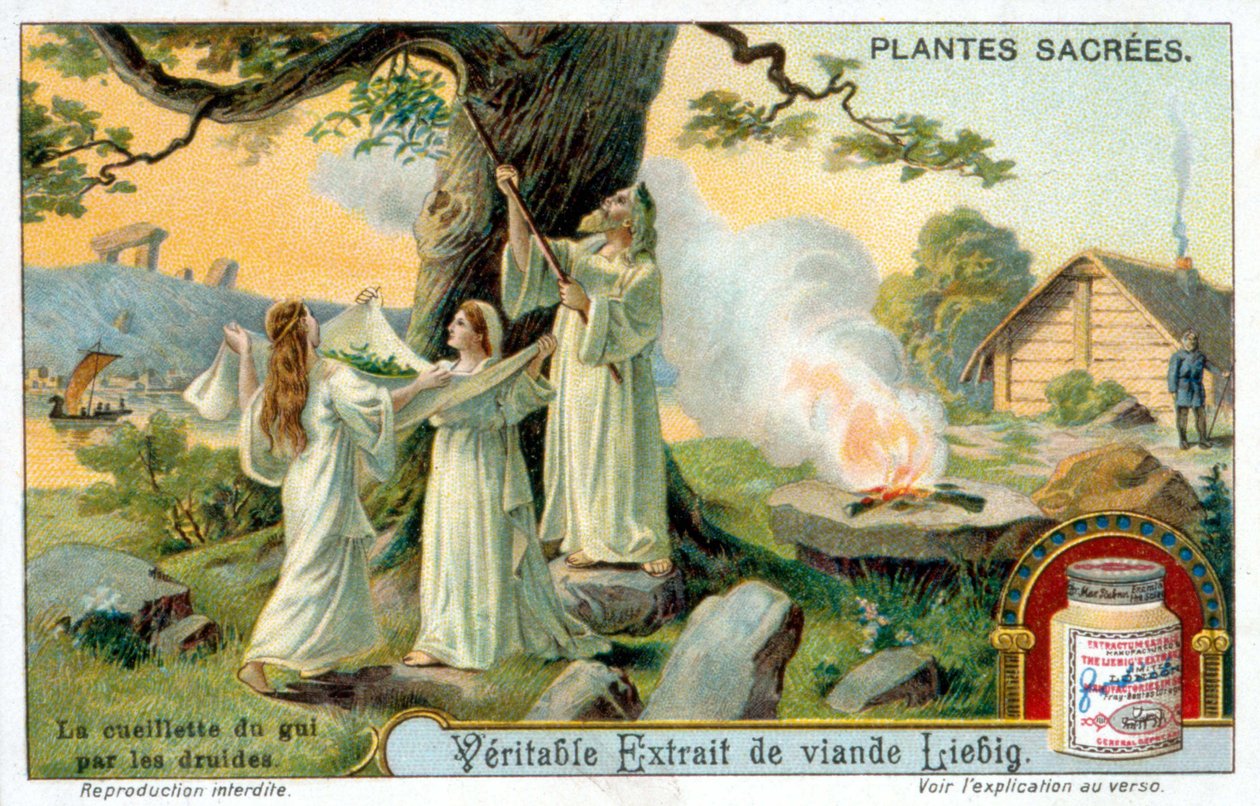 The collection of mistletoe by the druids - Liébig advertising label. Chromolithography 19th century by Unknown artist